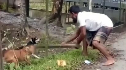 পটুয়াখালীতে হাঁস খাওয়ার অভিযোগে দুই কুকুরকে পিটিয়ে হত্যা